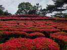 小室山公園