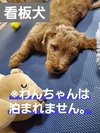 看板犬トッポゴールデンドゥードル