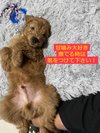 看板犬トッポゴールデンドゥードル