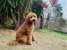 看板犬ゴールデンドゥードル2月2日20キロ