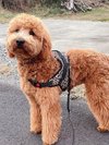 看板犬ゴールデンドゥードル2月2日20キロ
