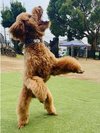 看板犬ゴールデンドゥードル2月2日20キロ