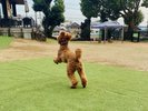 看板犬ゴールデンドゥードル2月2日20キロ