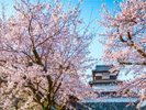 ◇観光地:舞鶴公園・桜@◇写真提供:福岡県観光連盟
