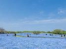 ◇海の中道海浜公園/ネモフィラ@◇写真提供:福岡県観光連盟