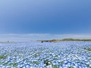 ◇海の中道海浜公園/ネモフィラA◇写真提供:福岡県観光連盟