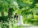 緑輝く美しい初夏の風景