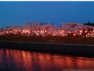 夜桜ライトアップ(函館公園)