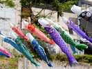 ★杖立温泉鯉のぼり祭り♪★期間3月25日〜4月24日まで