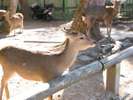 国の天然記念物に指定されている奈良公園の鹿さん☆
