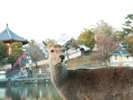 可愛い鹿さんに出会える奈良公園までは徒歩約5分♪