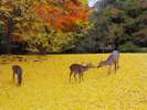 【秋】奈良公園の銀杏のじゅうたんと鹿たち