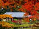 【秋】浄瑠璃寺の紅葉