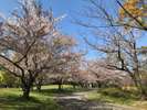 【春】奈良公園の桜