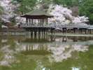 鷺池の浮見堂と桜