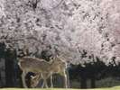 奈良公園の桜と鹿