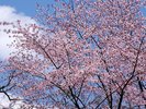 円山公園は札幌の桜の名所です。