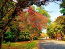 【真駒内公園】赤や黄色に染まった木々の中を歩きながら、秋の自然を満喫できます。