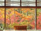 【紅葉】ロビーからの眺め