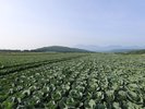 【観光】嬬恋村の日本一のキャベツ畑