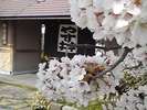 桜の満開は例年4月8日前後となっております。