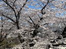 彦根の桜