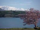 ホテル周辺の景観/青木湖湖畔(4月下旬〜5月上旬)