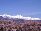ホテル周辺の景観/桜と北アルプスの景観