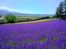 �Ă��x�X�g�V�[�Y���I�k�C���̔������L��Ȍi�F�����\��