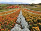 【四季彩の丘】色とりどり、お花の絨毯が広がる光景が鮮やか。