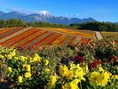 【四季彩の丘】秋の美瑛も花盛り。黄色にオレンジ、元気な秋色に心癒される景色。