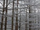 ���z�I�Ȑ�i�F