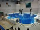 GR:【かごしま水族館】イルカショー