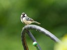 庭を住処とする無数の虫や野鳥たちにも配慮された環境を整えています