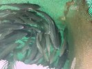 魚は漁港から旬の魚を仕入れています。