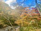 金盛館せゝらぎ お庭の紅葉です♪