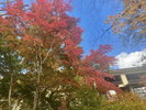 金盛館せゝらぎ お庭の紅葉です♪