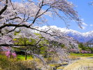 水上温泉(諏訪峡)の桜