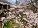 当館敷地内のソメイヨシノです。(例年の見頃は4月下旬)※イメージ