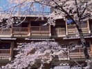 【外観】例年4月下旬〜5月頭に見頃を迎える敷地内に咲く桜。