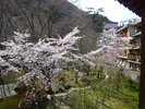 【外観】例年4月下旬〜5月頭に見頃を迎える敷地内に咲く桜。