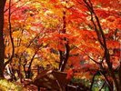 【諏訪峡】紅葉の時期は絶景!(例年の見ごろ:11月初旬〜下旬)