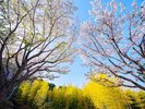 春には桜が咲き誇ります