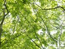 緑に囲まれたさくら亭