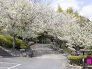春には桜が咲き誇ります。