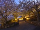 春には桜が咲き誇ります。