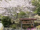 春には桜が咲き誇ります。