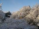 上田城 桜