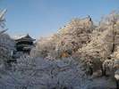 田城址の桜