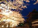 阿蘇神社の夜桜は実に幻想的…